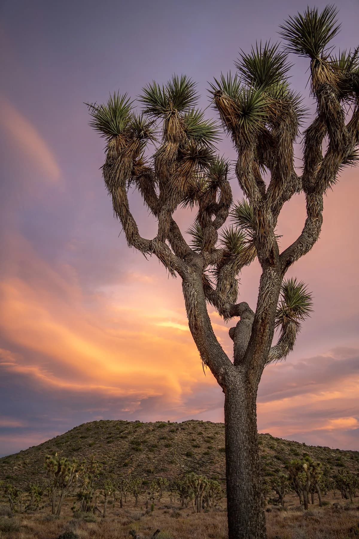 High Desert destination